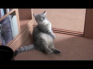 Как кот просит его покормить)