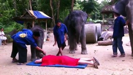 Удивительный массаж слонов с неожиданным сюрпризом 🐘