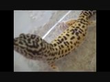 Leopard Gecko Bath Tips