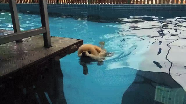 Ce loulou de Poméranie (ou cette peluche ?) nage droit vers nos cœurs.