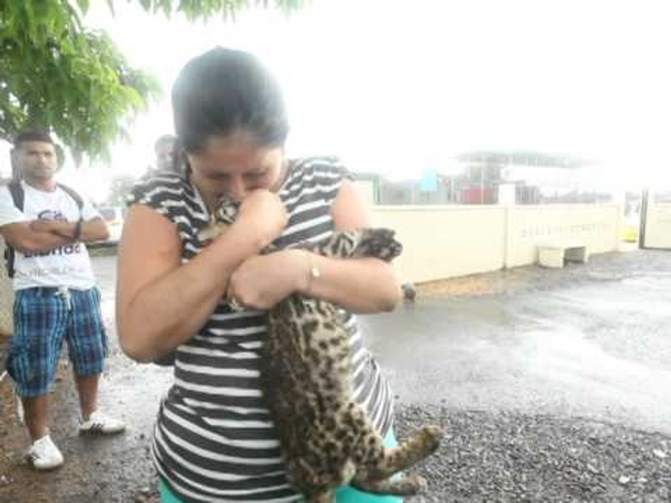 Amor salvaje