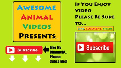 Funny Cats and Dogs Fighting for Household Control