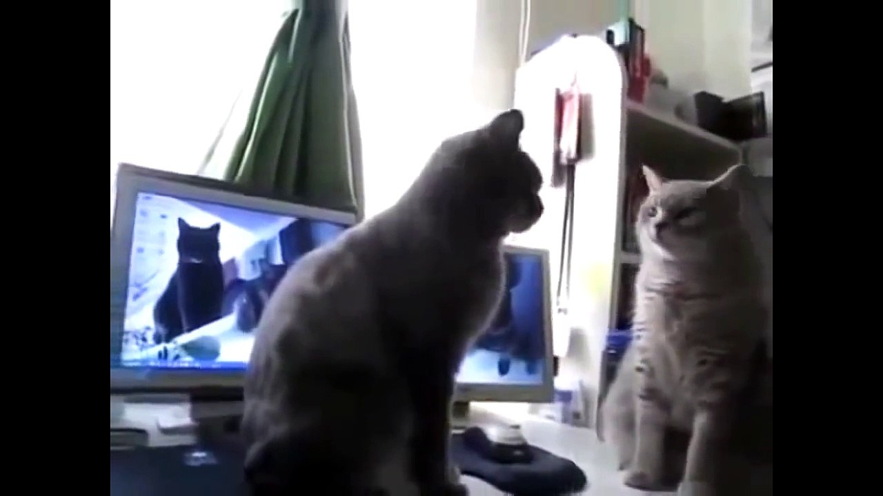 Patty Cake Crazy Cats