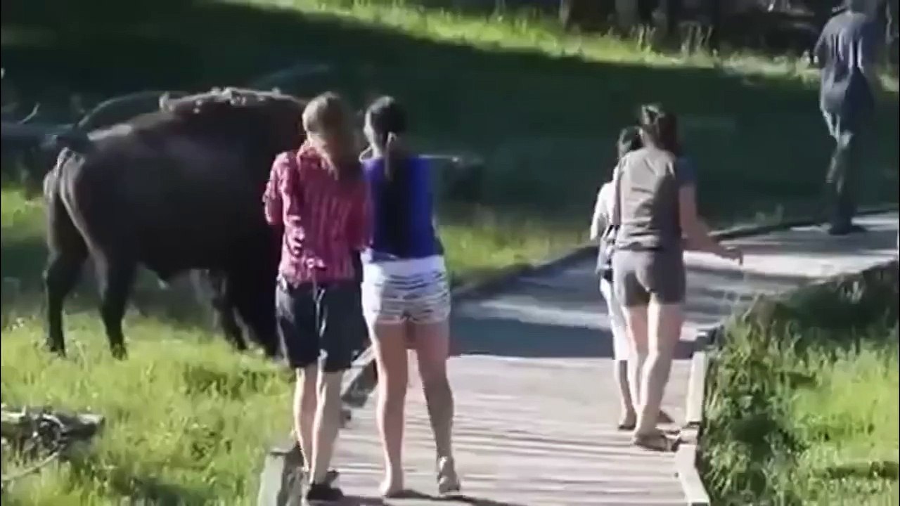 Funniest Animals Compilation