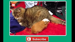 Funny cat vines - Ultimate funny vines with cats compilation 2014 - Funny Videos
