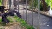 Eagle attacks animals (dog, birds, drone, goose, kangaroo) - Animal Attack Video Compilation part 2