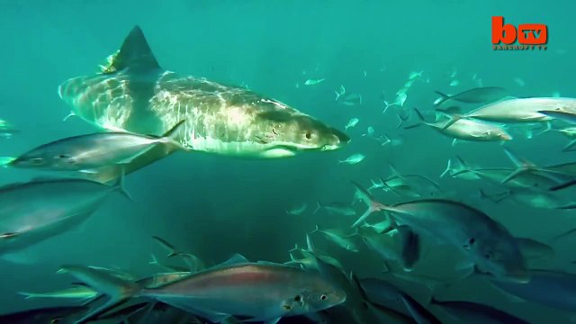 Shark Vs Shark- Giant Great White Attacks Another Great White