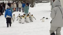 ペンギンのお散歩1