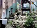 広島市安佐動物園のカンフー熊クラウド君