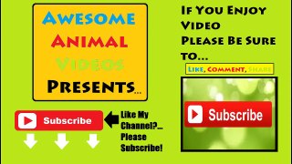 Funny Animals - A Funny Animal Videos Compilation 2015 Part 2
