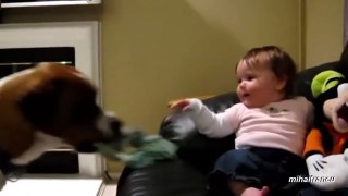 Funny Animals Stealing Stuff   Top 7 Funny Animals Making Funny Sounds