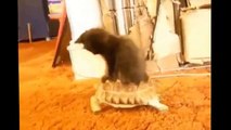 Best Funny Cats Fails Compilation - Funny Cat Videos 2015 - Funny Pets, Funny Animals
