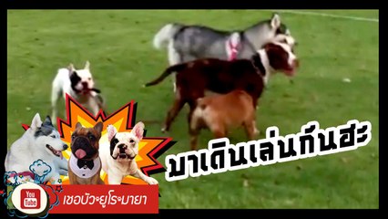 เชอบัว ยูโร มายา ตอนที่ 65 มาเดินเล่นกันฮะ