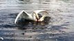 Real Angry Birds -- White Swans Fighting -- Bird Fight