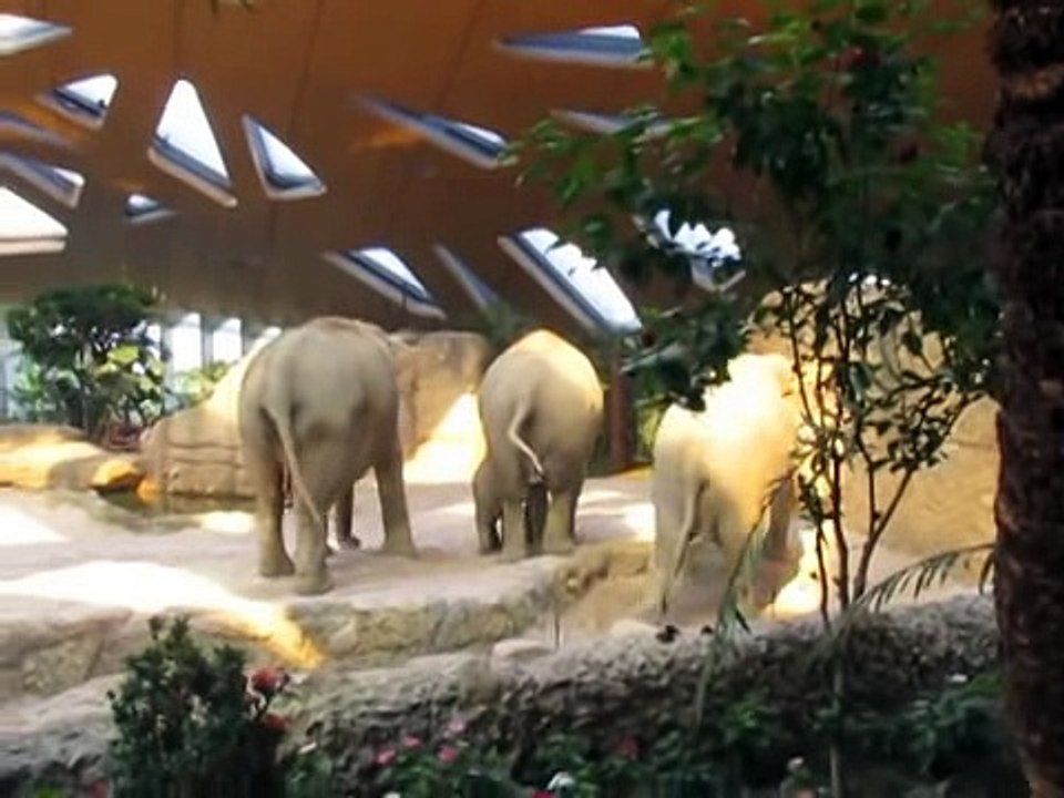 Ausrutscher von Baby Elefant Omysha   Zoo Zürich
