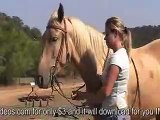 How to teach your horse to give to the bit from the ground. Beginning Collection with Kristi Metzler