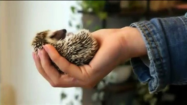 Au Japon, un bar à hérissons séduit les Tokyoïtes