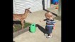 Baby Has Playdate With Baby Deer - Video Dailymotion