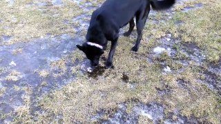 Dog Experiences Ice For The First Time - Video Dailymotion_2