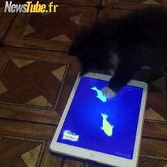 Chat joue avec l'Ipad..