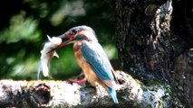 カワセミの捕食