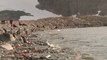 Manchots d'Antarctique recherchent crevettes