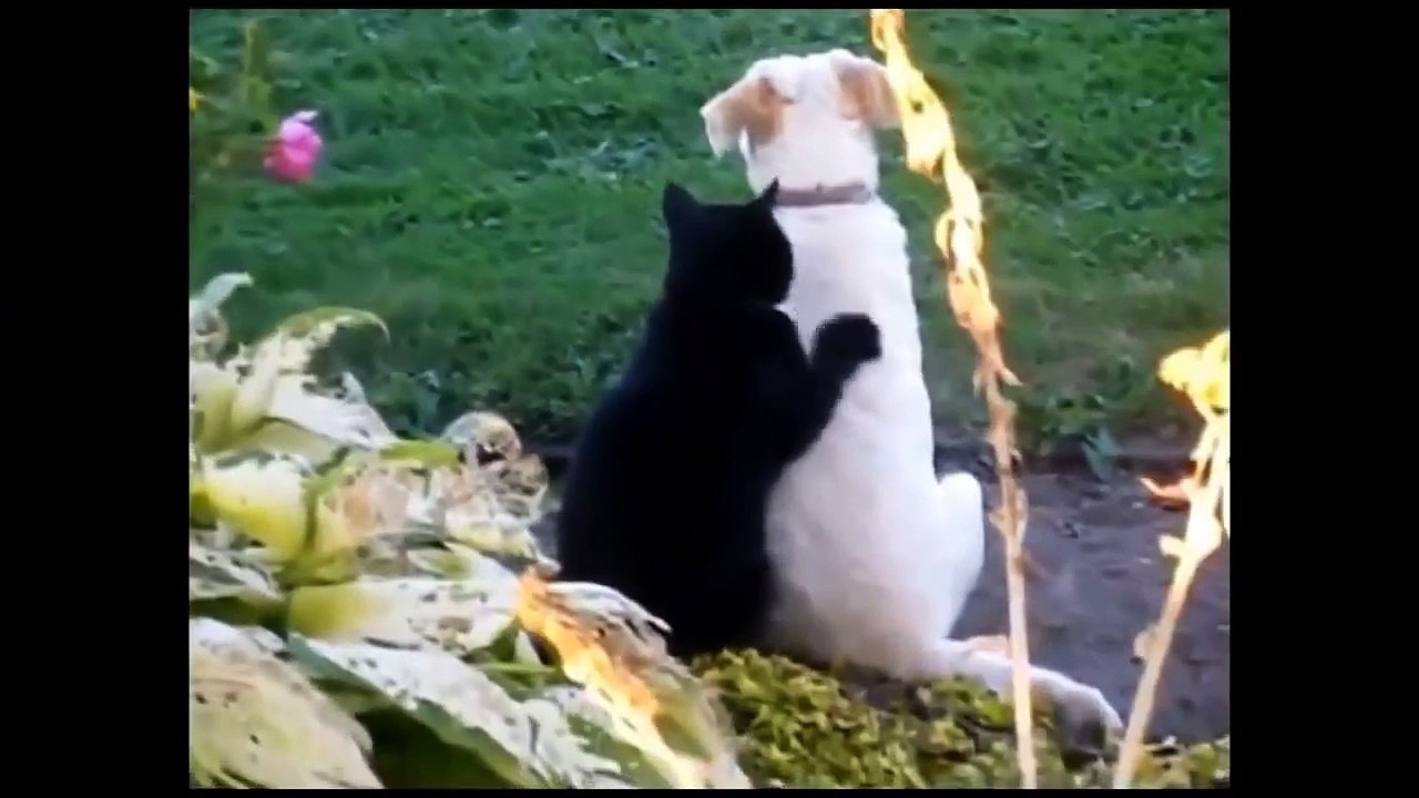 Funny Cats Compilation