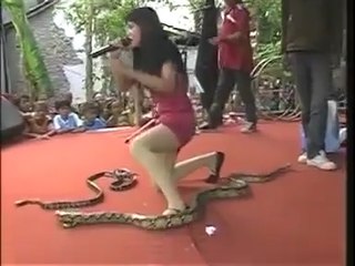 Une chanteuse meurt, mordue par un cobra pendant un concert