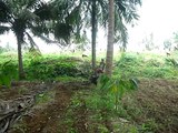 Power tiller weeding inside coconut orchard
