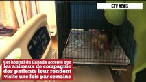 Cet hôpital autorise les malades à recevoir la visite de leurs animaux de compagnie pour les aider à guérir