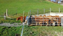 Des vaches tellement contentes de retrouver leurs pâturages se mettent à sauter partout