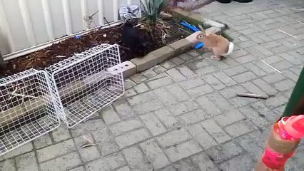 Rabbits fighting