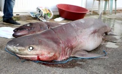 Alanya'da Yabancıların Gözdesi Köpekbalığı Eti