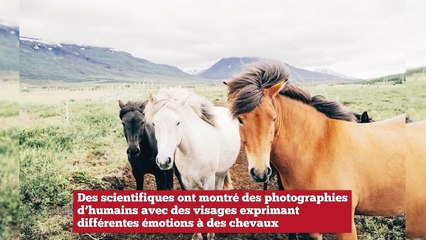 Il n’y a plus aucun doute scientifique : les chevaux comprennent les émotions humaines