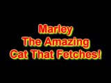 Marley Fetching
