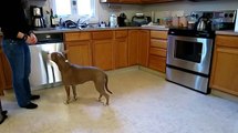 Amazingly Smart Pit Bull performs Fancy Tricks