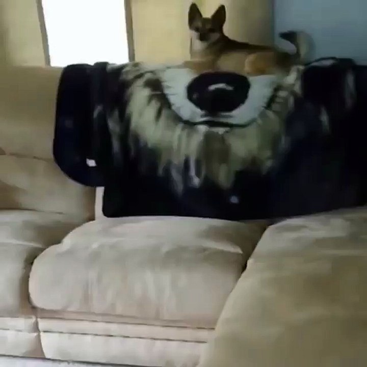 funny videos 2016
