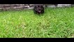 German Shepherd Rottweiler Terrier Mix Puppy Love To Play And Attack Camera