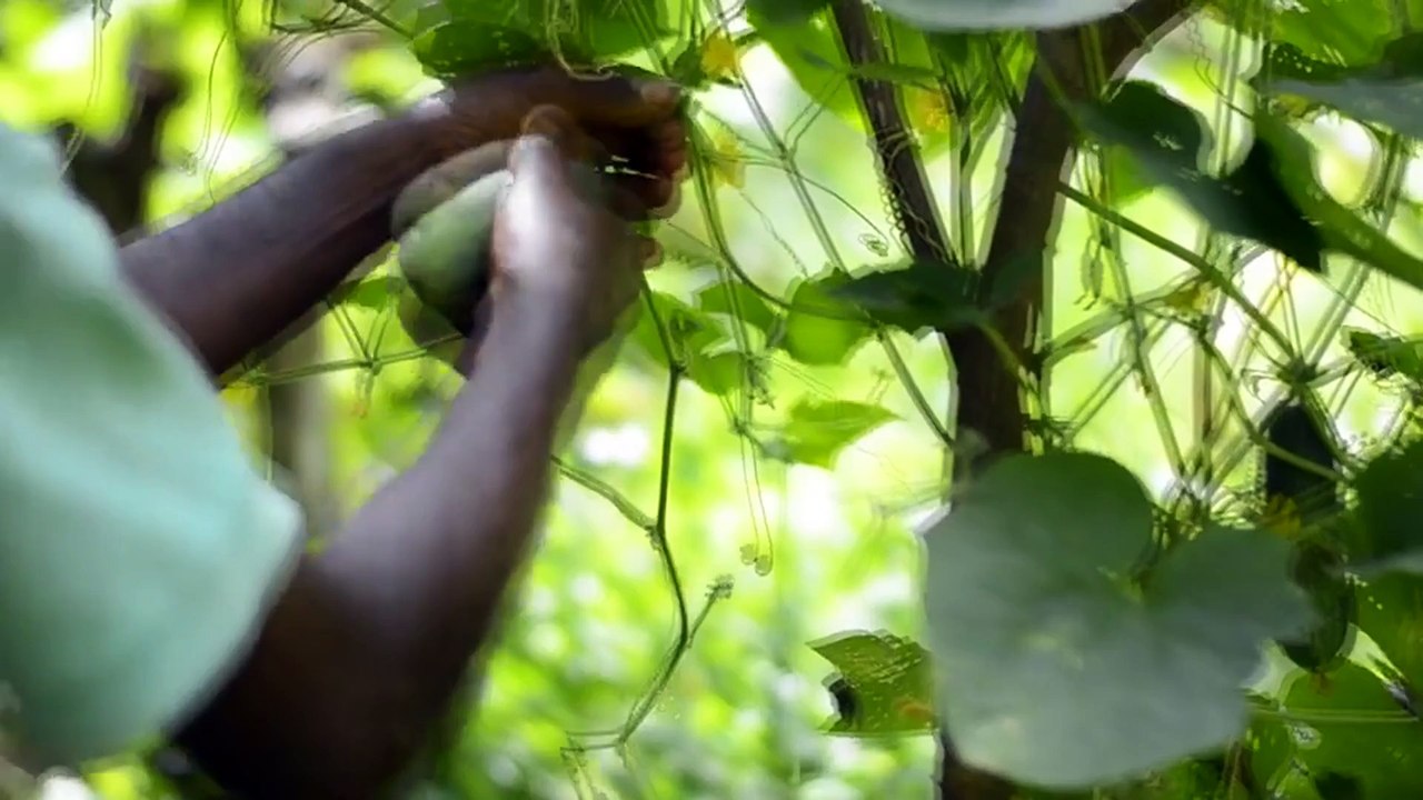 L'agroforesterie dans les départements d'outre-mer