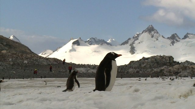 Manchots d'Antarctique recherchent crevettes