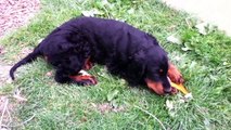 Gordon setter puppy