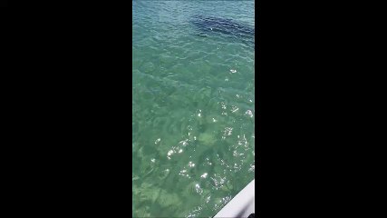 Un couple en jet ski se fait attaquer par un requin