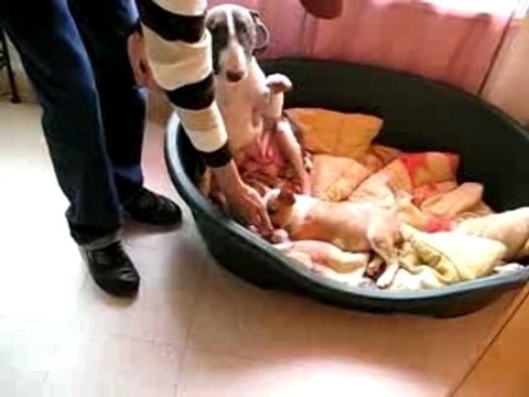 billig chiot avec sa mère