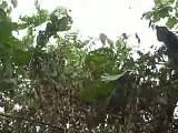 Monkey Tree Climb in Costa Rica