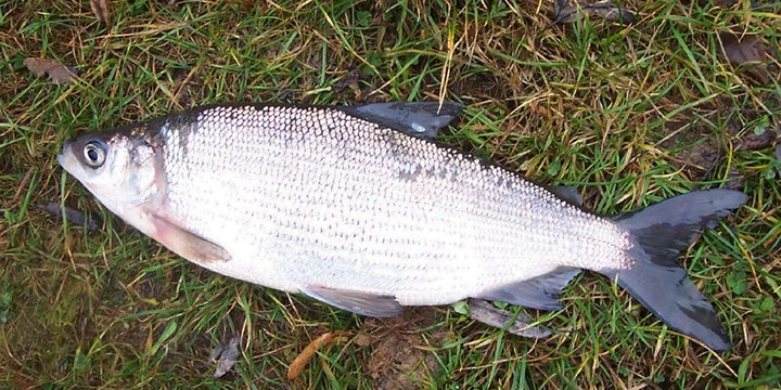 Рыбалка в Якутии. Сиг