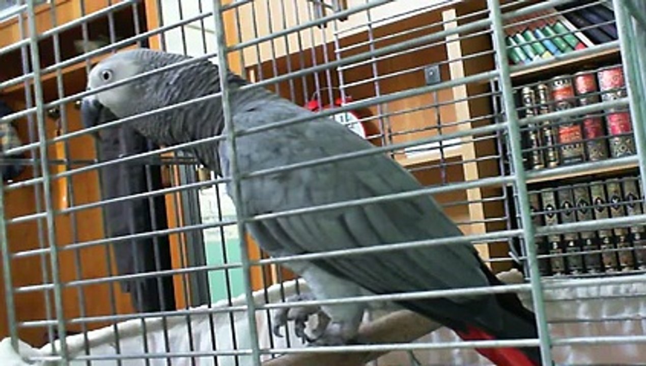 african grey parrot playing