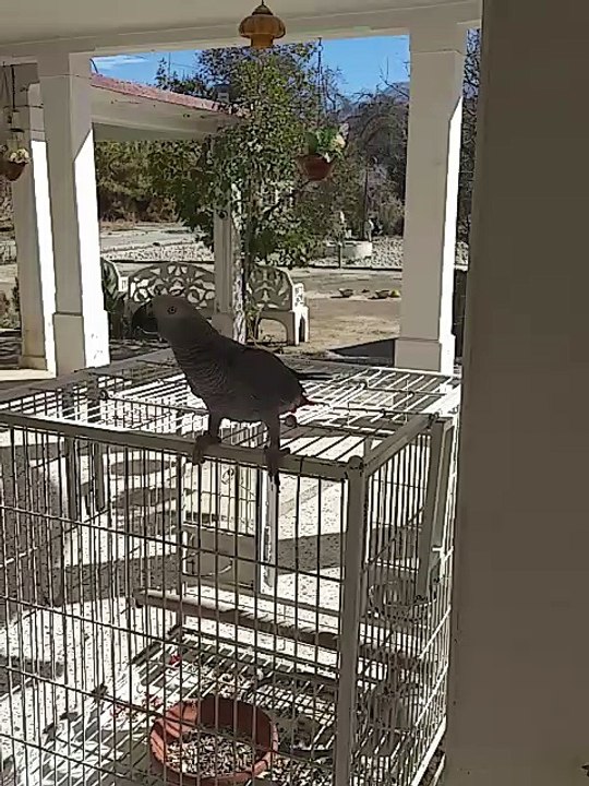 talking african grey parrot playing