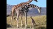 Baby Giraffe Roaming the Grasslands・Funny Animal A funny Chicken go to bed・Baby Sloth
