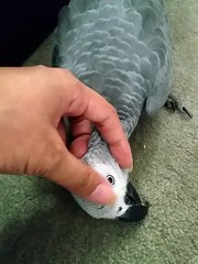 african grey parrot playing