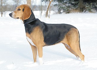 Эстонская гончая. Работа по белой тропе